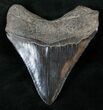 Black Megalodon Tooth - Medway Sound, GA #14468-2